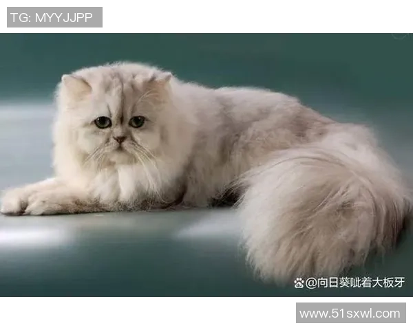 足球明星名字命名的猫咪们趣味大集合你最喜欢哪一只猫咪呢